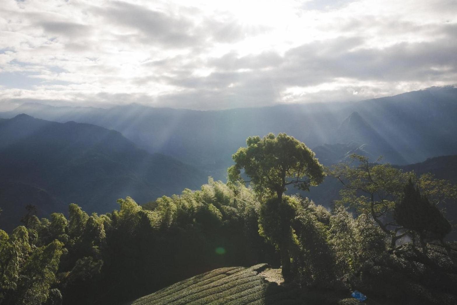 Gaodiyuan Tea B&B 高帝園茶業民宿 Meishan 외부 사진